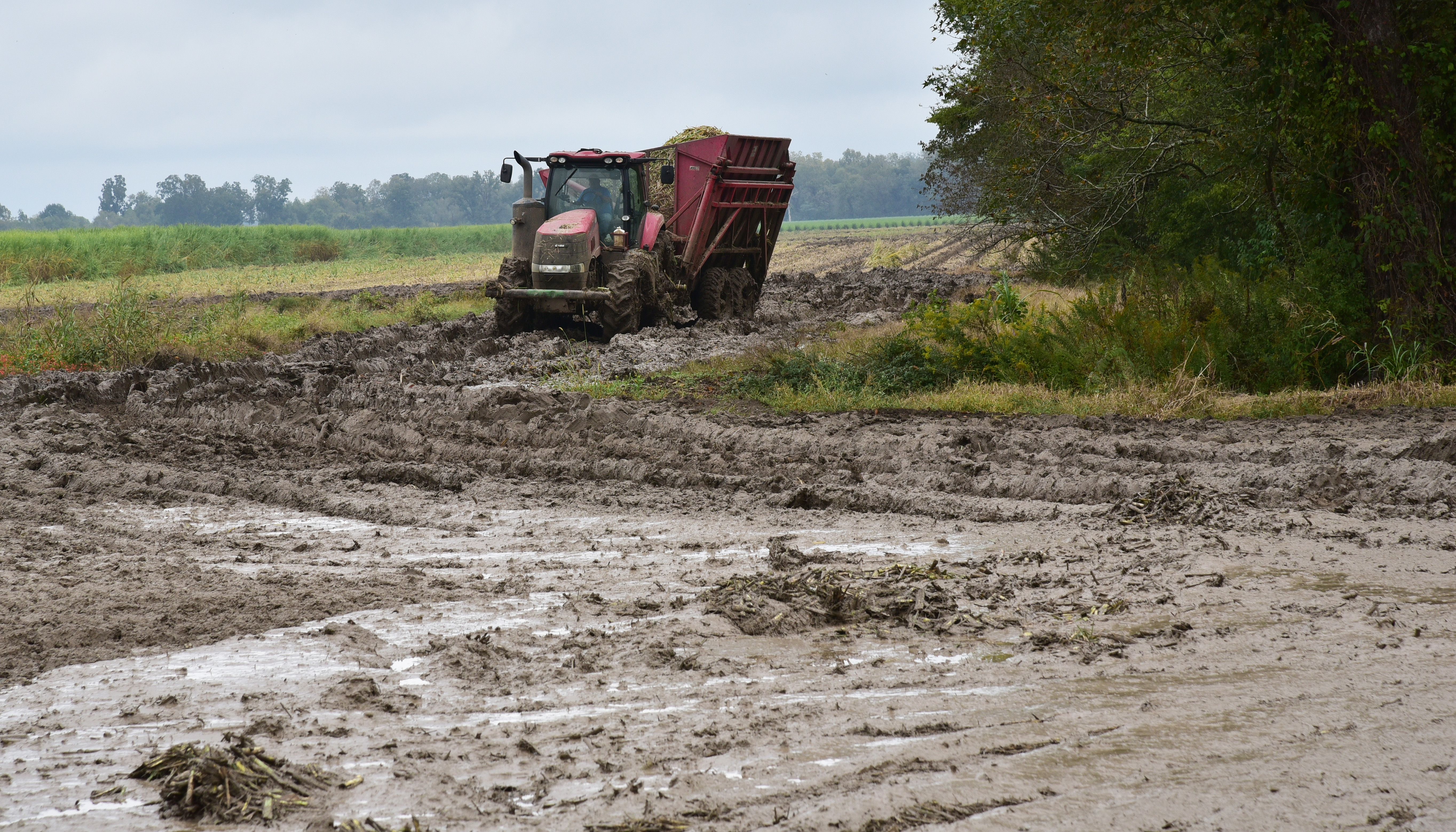 Even with difficult harvest, La. sugarcane could set new record 